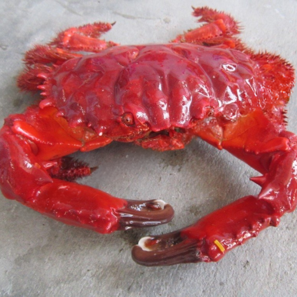 cua lông đỏ giá sỉ