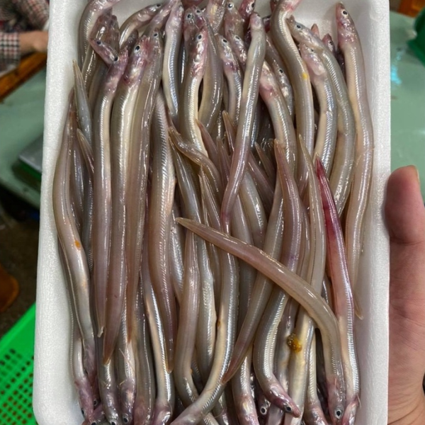 Cá sùn sịn giá sỉ 