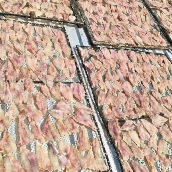 khô cá mao ếch giá sỉ