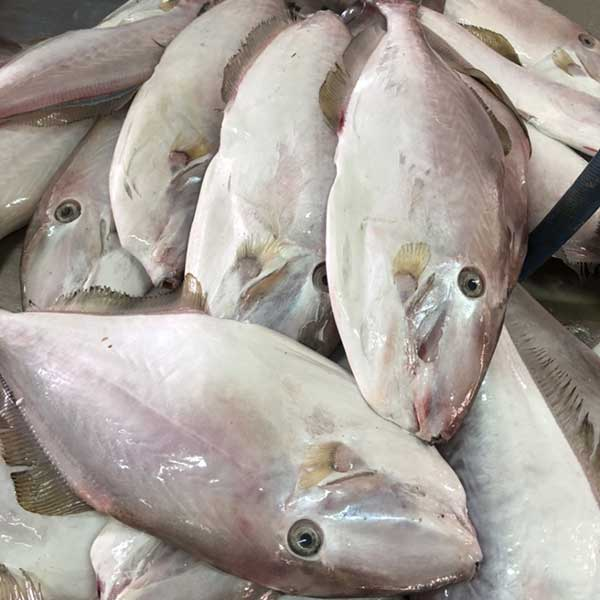cá bò da giá sỉ