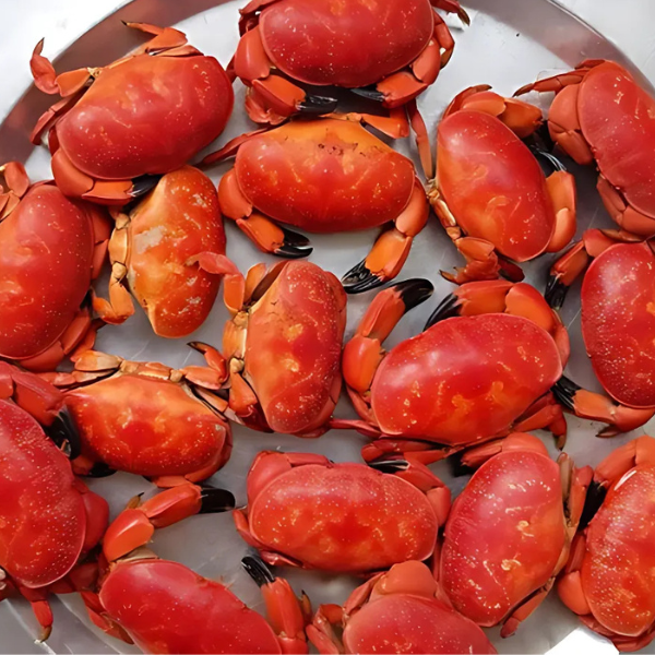 Cua cù kỳ giá sỉ
