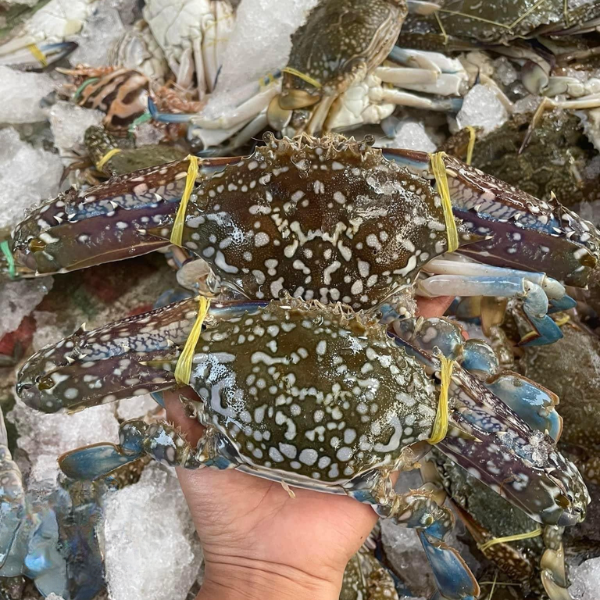 Ghẹ ngộp giá sỉ