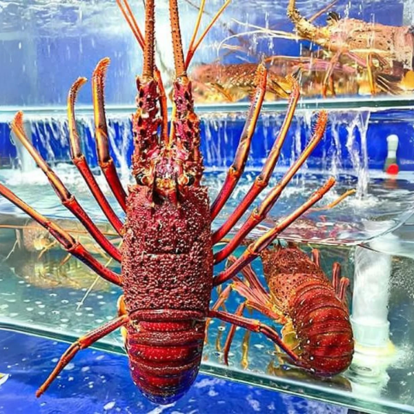 Tôm hùm đỏ chất lượng