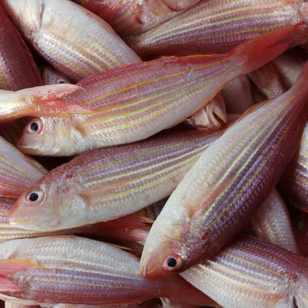 cá đổng giá sỉ