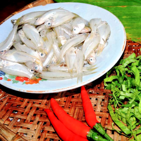 Cá sơn trắng giá sỉ