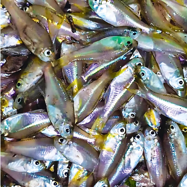 Cá sơn trắng giá sỉ